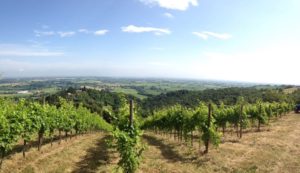 Nasce "Legàmi di Vite", il progetto di sviluppo "green" dell'Emilia Romagna